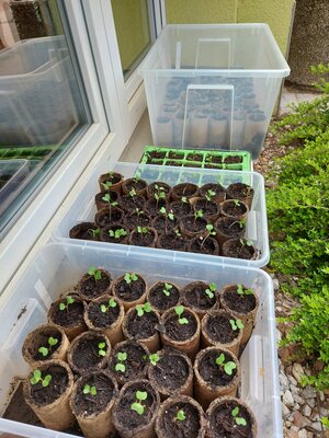 Kohlrabipflanzen aus eigener Anzucht wachsen und gedeihen. 