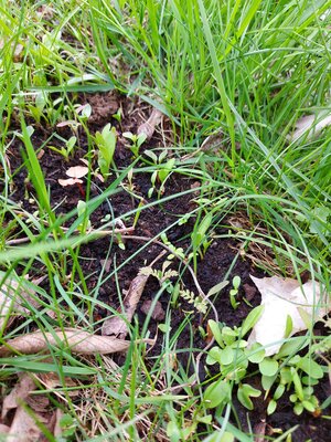 Die Blumenwiese-Saat f&uuml;r die Schmetterlinge und Bienen ist aufgegangen. 
