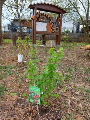 Viele Beerenstr&auml;ucher sind "neu eingezogen"...unter anderem auf dem Rodelhang am Insektenhotel, damit die Bienen kurze Wege haben. (Stachelbeeren, Kiwibeere, Johannisbeeren) 