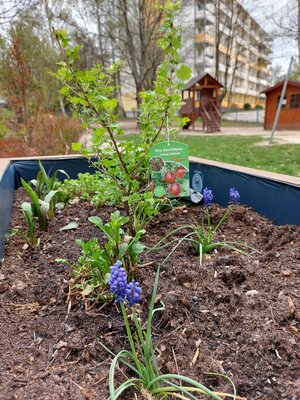 Die Hochbeete wurden aufgef&uuml;llt und neu bepflanzt. 
