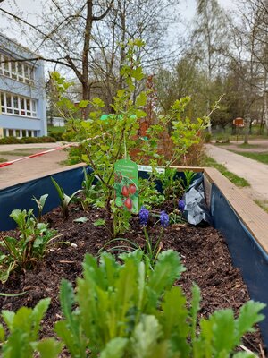 Die Hochbeete wurden aufgef&uuml;llt und neu bepflanzt. 