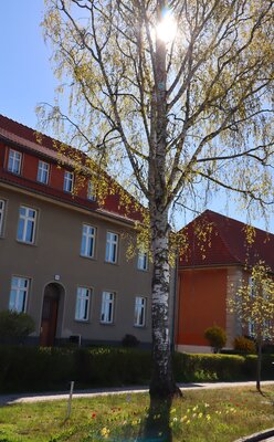 Foto des Albums: Frühjahrsblüher in Kyritz (27.04.2021)