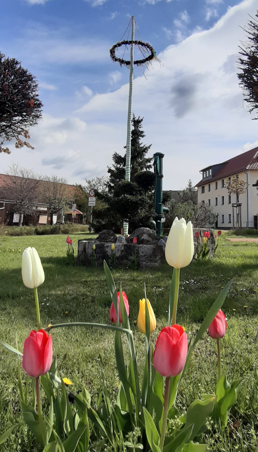 Bild : Aufstellung Maibaum 2021