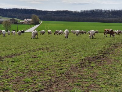 Vorschaubild: Rinder auf der Weide
