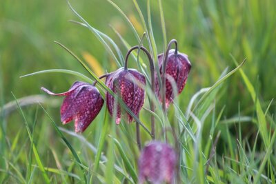 Foto des Albums: Schachbrettblumenzählung in Ziesar am 6.Mai 2021