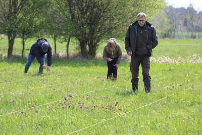 Foto des Albums: Schachbrettblumenzählung in Ziesar am 6.Mai 2021