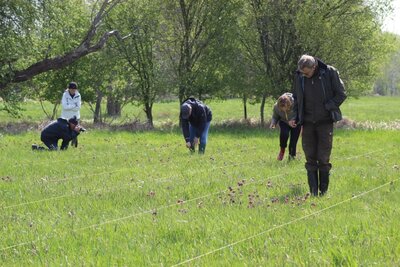 Foto des Albums: Schachbrettblumenzählung in Ziesar am 6.Mai 2021