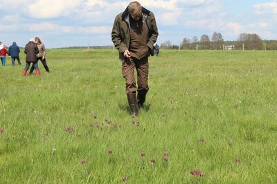 Foto des Albums: Schachbrettblumenzählung in Ziesar am 6.Mai 2021