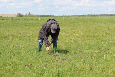 Foto des Albums: Schachbrettblumenzählung in Ziesar am 6.Mai 2021