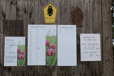 Foto des Albums: Schachbrettblumenzählung in Ziesar am 6.Mai 2021