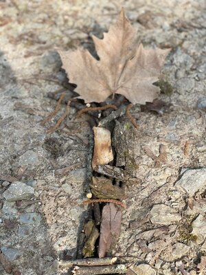 Foto des Albums: Waldausflug der Klasse 4b