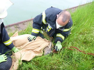 Foto des Albums: Tierrettung