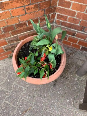 Foto des Albums: Frühjahrsputz
