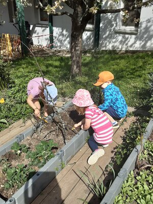 Foto des Albums: Frühling - Kräuter und Gemüse aussäen und stecken