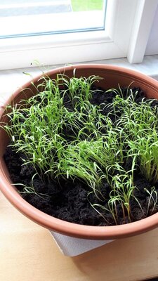Foto des Albums: Frühling - Kräuter und Gemüse aussäen und stecken