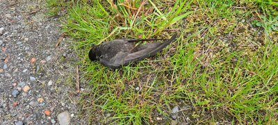 Foto des Albums: Einsatz 108/2021 - Vogel