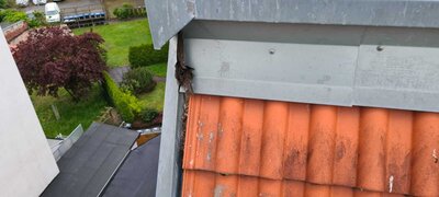 Foto des Albums: Einsatz 108/2021 - Vogel