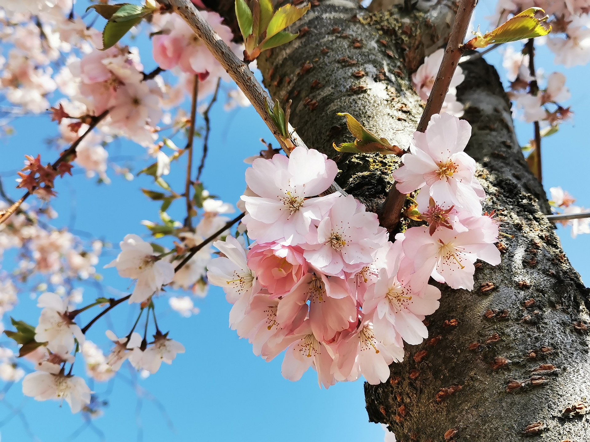 Bild: los geht´s mit der Kirschbaumblüte in der Mützlitzer Straße