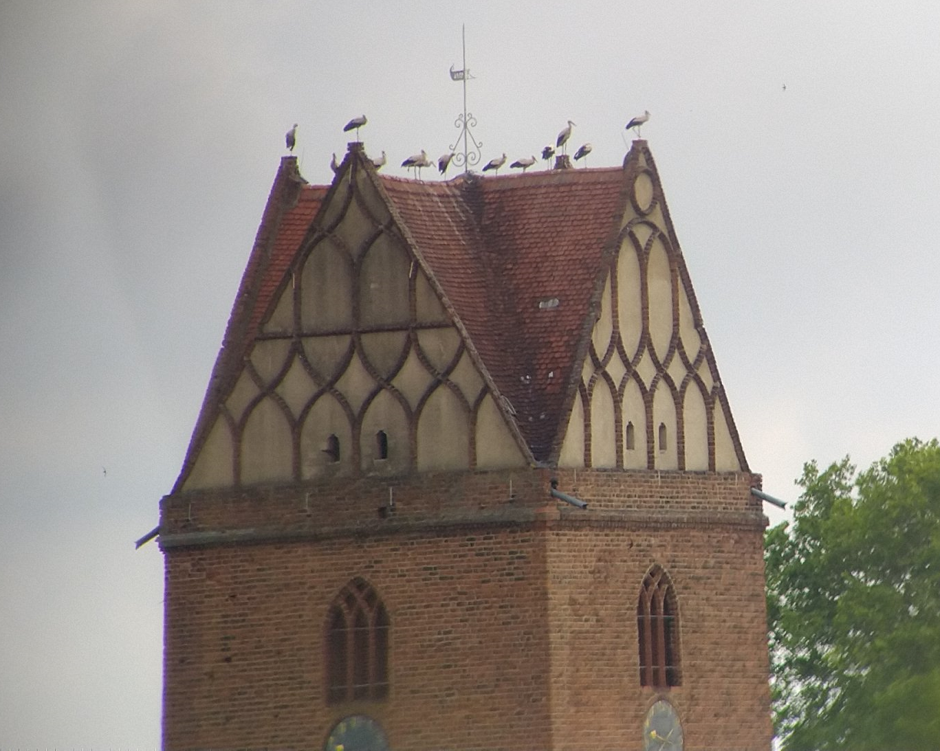 Bild: 13 Störche stehen am 12.07.2021 auf der Marienkirche (Foto: Stadtverwaltung Treuenbrietzen)