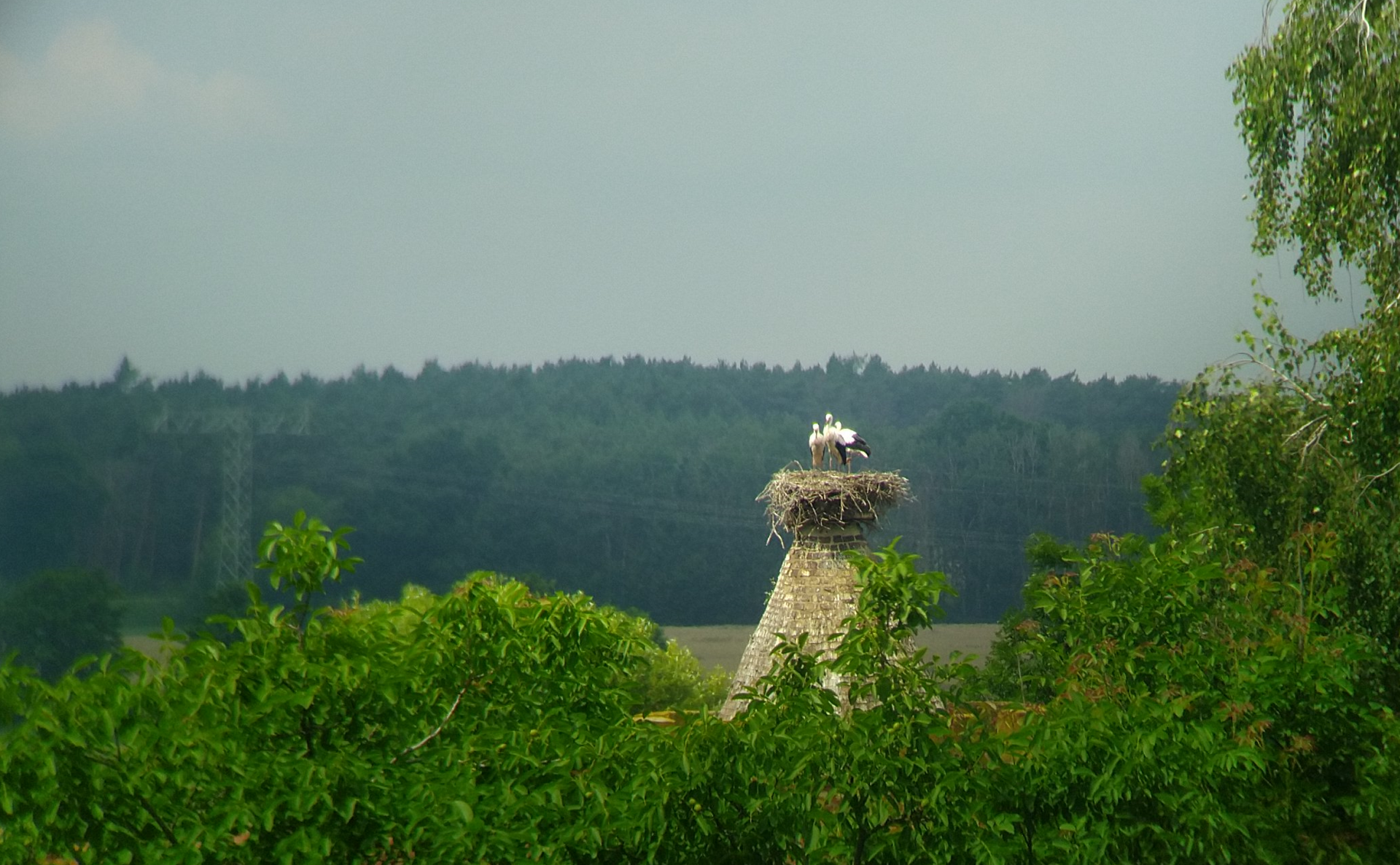 Bild: Störche auf dem Pulverturm am 12.07.2021 (Foto: Stadtverwaltung Treuenbrietzen)