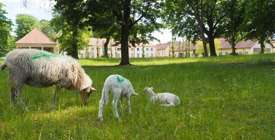 Foto des Albums: Schafe im Kirchgarten - schön die Lämmer zu beobachten (03.06.2021)