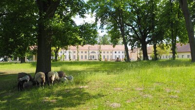Foto des Albums: Schafe im Kirchgarten - schön die Lämmer zu beobachten (03.06.2021)