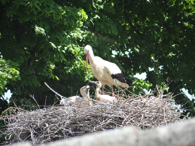 Foto des Albums: Storchbeobachtung in Waltersdorf