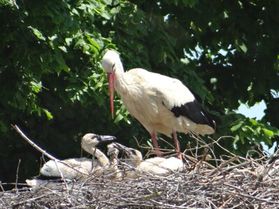 Foto des Albums: Storchbeobachtung in Waltersdorf
