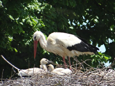 Foto des Albums: Storchbeobachtung in Waltersdorf