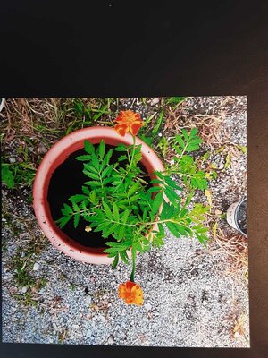 Foto des Albums: Einschulungskinder 2021