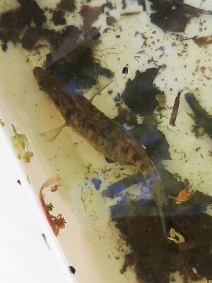 Interessanter Fang: Ein tr&auml;chtiges Stichlingsweibchen 