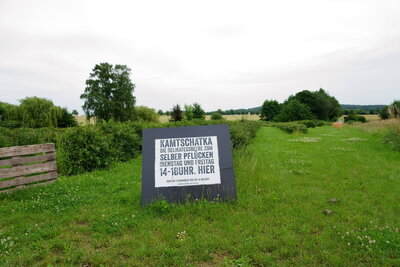 Kamtschatka Plantage  (Bild vergr&ouml;&szlig;ern)