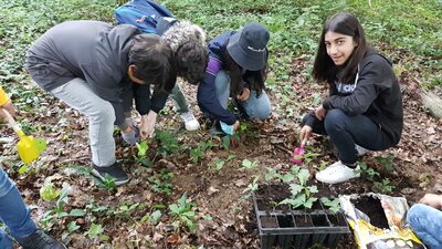 Foto des Albums: Waldmobil