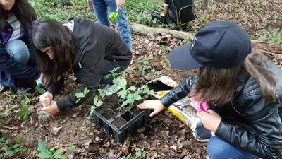 Foto des Albums: Waldmobil