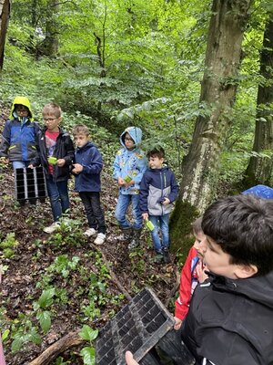 Foto des Albums: Waldmobil