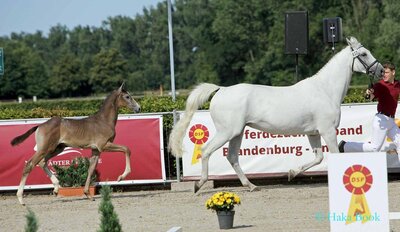 Foto des Albums: DSP Fohlenchampionat 2021 in Neustadt (Dosse) (18.07.2021)