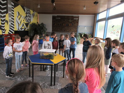 Foto des Albums: Frösche in der Schule (15. 07. 2021)