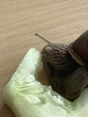 Foto des Albums: Schneckenfieber in der Klasse 1a