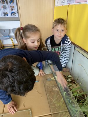 Foto des Albums: Schneckenfieber in der Klasse 1a