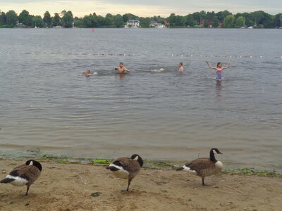 Und w&auml;rend die G&auml;nse am Strand eine Pause einlegen, sind die Kinder im Wasser...  (Bild vergr&ouml;&szlig;ern)
