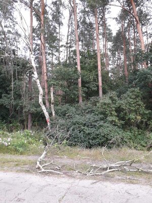 Foto des Albums: Einsatz 194/2021 - Sturmschaden