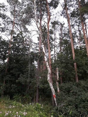 Foto des Albums: Einsatz 194/2021 - Sturmschaden