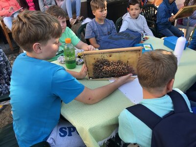 Foto des Albums: Bienenkorb statt Schulbank