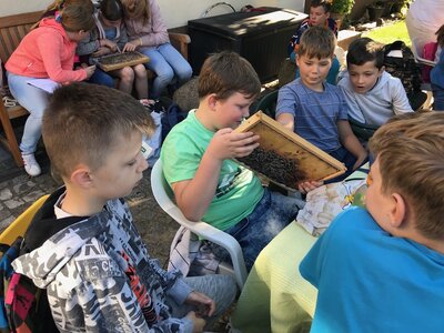 Foto des Albums: Bienenkorb statt Schulbank