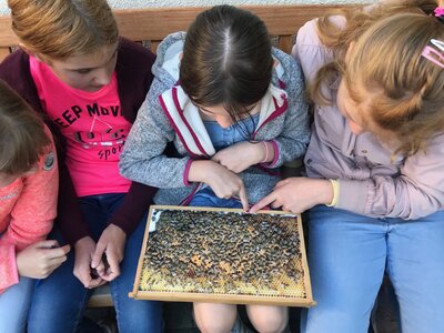 Foto des Albums: Bienenkorb statt Schulbank