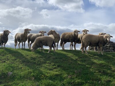 Foto des Albums: Wandertag 4c zur Forstfarm