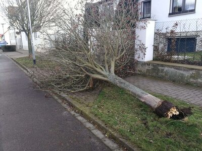 Vorschaubild: Unwetter im Stadtgebiet 12