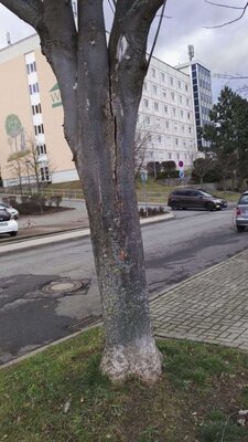 Vorschaubild: Unwetter im Stadtgebiet 3