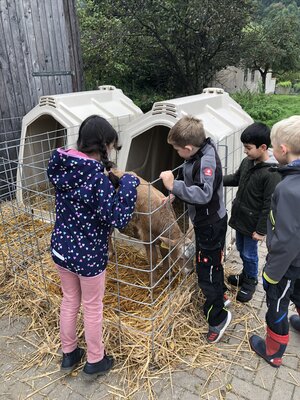 Foto des Albums: Besuch auf dem Bio-Hof Klasse 3b