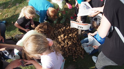 Foto des Albums: Kartoffelfest